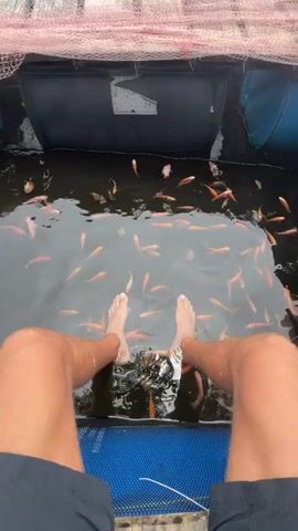The video shows a person's bare legs and feet submerged in a dark body of water filled with numerous small, reddish-orange fish. The fish are actively swimming around the person's feet, creating ripples on the water's surface. The person appears to be seated in a confined area, possibly a boat or a specially constructed enclosure, with a netting or mesh material visible at the top of the frame and a blue net-like surface below their legs. The scene suggests a fish spa experience where small fish nibble at the skin on the feet.