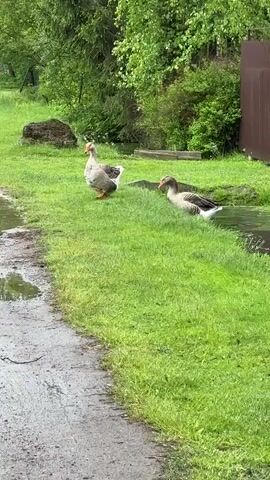 The video shows three geese in a rural setting. Two are on a grassy bank beside a dirt path, while the third wades into a puddle on the path. The geese are grey and white, with orange beaks. The dirt path is wet and reflects the sky. The grassy bank is bordered by a small stream. Behind the geese are trees and a wooden fence. The video is shot from a stationary position.