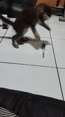 Kittens playing and lounging around a Bekasi home