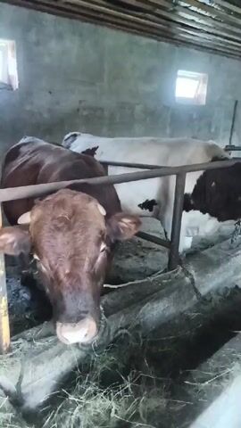 The video shows three cows in a barn. Two of the cows are in the foreground and middle ground, with one brown cow in the foreground facing the camera and a white and brown cow in the middle ground facing away from the camera. A third cow, mostly white with some black markings, is in the background. The cows are standing next to a feeding trough filled with hay. The barn has a concrete floor and walls, and a wooden roof with visible beams. There are two square windows on the far wall that let in natural light. The scene appears to be a typical farm setting.