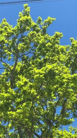 A low-angle shot captures the vibrant green canopy of a tree swaying gently against a clear, bright blue sky. The leaves, a fresh light green, are rustling subtly in a light breeze, indicating movement. Several dark, thin power lines or utility wires are visible stretching across the top of the frame. The video depicts a sunny day in an outdoor setting, likely in Stotfold, United Kingdom. No people or specific objects other than the tree, sky, and wires are discernible. There is no visible text.