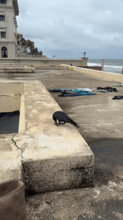 Early morning life observed across Colombo neighborhoods