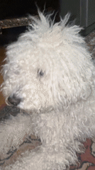 White curly dog sits then lies down indoors