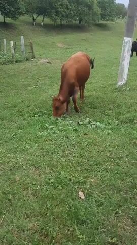 A brown cow is grazing in a grassy field. The cow is facing away from the camera and is bent over, eating grass. The field is green and appears to be overgrown in some areas. There are trees in the background, and a fence can be seen to the left of the frame. The sky is overcast.