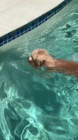 A small, light brown poodle dog swims in a clear blue swimming pool. The dog is facing left, with its head and neck above the water. Its body is submerged, and its paws are paddling. Sunlight creates shimmering reflections on the surface of the water. The edge of the pool, made of light-colored tiles with a darker blue tile trim, is visible at the top of the frame.
