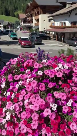 The video shows a street scene with a large planter filled with pink and purple flowers in the foreground. Cars are visible driving on the street behind the flowers, including a red SUV, a white SUV, and several other vehicles. Buildings line the street, appearing to be shops or hotels, with wooden balconies and alpine architecture. A wooded mountain slopes upwards behind the buildings. The sky is clear and blue.