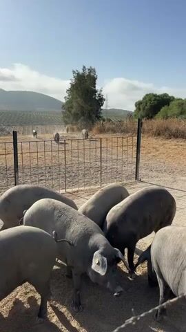 The video shows a group of pigs in an outdoor enclosure. In the foreground, several large, dark-colored pigs are gathered around a feeding trough, their heads down as they eat. The enclosure is surrounded by a wire fence. In the background, beyond the fence, more pigs are visible, some walking in a dusty field. The landscape behind the pigs is dry and consists of rolling hills covered with sparse vegetation and trees. The sky is blue with some white clouds, and the sun appears to be shining brightly, casting shadows. The overall impression is of a rural farm setting.