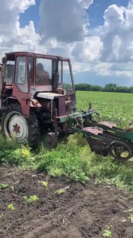 A red tractor is shown in a field with a person inside the cabin. The tractor is attached to a farming implement, which appears to be a planter or cultivator. The implement has multiple parts that are in contact with the ground. The field is a mix of dark soil with young plants and a field of mature crops, likely sunflowers, in the background. The sky is cloudy with patches of blue. The tractor is moving through the field, performing agricultural work. The video seems to be shot from a low angle, close to the ground, emphasizing the action of the tractor and implement.