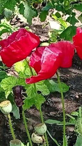 The video shows a close-up, eye-level view of red poppies with green seed pods and fuzzy stems in what appears to be a garden. The poppies are in full bloom, with some petals appearing delicate and slightly tattered. The seed pods are round and green, some with visible perforations at the top, indicating they are developing or have already shed their seeds. Green leaves and darker soil or mulch form the background. Two snails are visible on one of the seed pods. The lighting suggests it is daytime, with some dappled sunlight. The overall impression is of a natural, outdoor setting focusing on the details of the flowering plants and their reproductive structures.