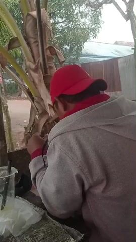 A person wearing a red cap and a grey hooded sweatshirt is partially visible from the back, leaning over a banana tree trunk. The person appears to be working on or examining the tree. In the foreground, a clear plastic cup with a black lid and straw is on the left, and a white plastic bag is on the right. The background shows a rural or semi-rural environment with trees, a building with a corrugated metal roof, and an overcast sky. The video is short and lacks clear sound.