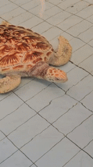 Early morning beach life and turtle conservation documented in Denpasar