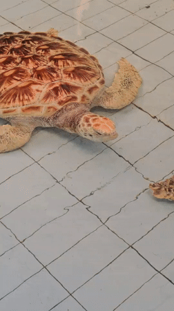 Early morning beach life and turtle conservation documented in Denpasar