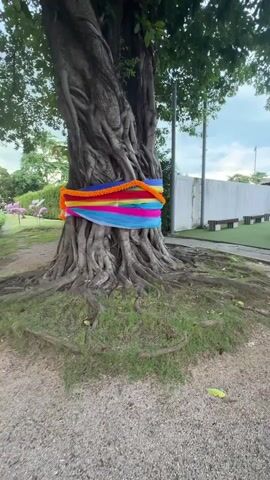 A wide shot of a large tree with exposed roots is presented. The trunk of the tree is adorned with a colorful sash of fabric wrapped around it. The sash is made of several layers of cloth in various bright colors including blue, pink, yellow, and orange, and appears to be a garland of flowers. The tree is situated on a grassy area with a path made of gravel or small stones in the foreground. In the background, a white fence runs along a paved area where a person can be seen sitting on a bench to the right of the frame. To the left of the tree, a pink flamingo statue is visible in the distance. The overall setting appears to be outdoors, possibly a park or public space. The camera is stationary.