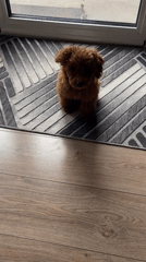 Small poodle-type dog sits on doormat in Sofia