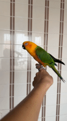 Morning moments with a sun conure parrot at home