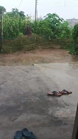 The video shows a wet, outdoor area, likely a courtyard or patio, during what appears to be a rain shower. The ground is concrete and visibly wet, with puddles forming in places. A pair of brown flip-flops lies on the wet concrete in the foreground. Behind the concrete area, there is lush green foliage, possibly a garden or crops, with some plants growing tall. A net or mesh structure is visible in front of some of the greenery. There is a vertical pole supporting some of the netting. In the distance, a building with a roof is partially visible. Also in the background, a statue or figure draped in fabric is standing amongst the plants. Two other pairs of dark-colored flip-flops are visible at the bottom edge of the frame. The overall impression is one of an outdoor space experiencing rain, with some signs of habitation.