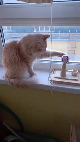 In Penza, Russia, a fluffy, light-orange cat sits on a windowsill. The cat is intently focused on a small, white clay sculpture of a person, which has a small, red and white ball perched on its head. A white string hangs down from the ceiling, with the cat batting at the ball. The sculpture is on a wooden board, alongside a tiny clay bowl.

The scene appears to be indoors, with a window overlooking an outdoor area. Through the window, we can see buildings with white-trimmed windows, suggesting an urban or suburban environment. A wooden ladder is visible in the distance, and the sky seems overcast, indicating a cloudy day. The lighting is soft, implying it's either early morning or late afternoon. The cat's focused gaze and playful paw suggest it's engaged in a game or curious about the clay figure. There is some writing on the wooden board, but it's illegible.