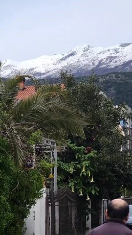 The video presents a street view featuring lush greenery and snow-capped mountains in the background. Several trees, including palm trees and flowering bushes, frame the scene. Buildings of varying heights and architectural styles line the street, including what appears to be an apartment complex under construction. Pedestrians stroll down the street, engaging in conversations and observing the scenery. The overcast sky suggests a cloudy day. The overall impression is one of a serene and vibrant neighborhood nestled against a stunning mountainous backdrop.