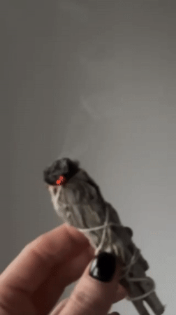 Morning observations capture sage burning, garden vines in Kent