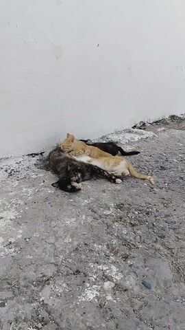 Three cats are sleeping in a pile against a white wall on a gray, textured ground. The cat on top is orange, the one in the middle is black, and the one on the bottom is a calico. The calico cat's head is resting on the orange cat's flank. The black cat is tucked underneath the orange cat. The ground appears to be concrete with some gravel and debris scattered on it.