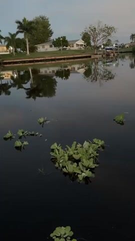 A still, dark body of water reflects palm trees, houses, and a cloudy sky at dusk. Green aquatic plants float on the surface of the water. The scene appears calm and serene.