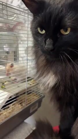 A black cat with yellow eyes is close to a small white rodent in a cage. The cat is looking at the rodent, and the rodent is looking back at the cat. The cage is made of wire and has a gray plastic base filled with wood shavings. The background is blurry and appears to be a wall with a marble pattern. The video is shot from a low angle, with the cat filling most of the frame.