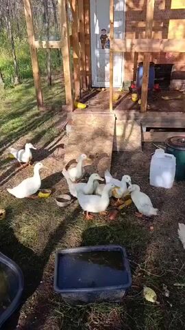 A group of white ducks are gathered on the ground in front of a wooden structure. One duck is drinking from a black basin filled with water. Another duck is on the left side of the frame, facing away from the structure. A child can be seen through a window in the wooden structure. The ground is covered in grass and scattered with yellow objects, possibly food. Two large plastic containers are located to the right of the structure.