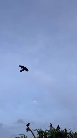 A silhouette of a single bird in flight is captured against a muted, overcast sky. Below, a cluster of dark birds perches atop lush green foliage, likely a tree or bush. The scene is illuminated by a soft, diffused light, suggesting either dawn or dusk. A faint, pale moon hangs in the sky, almost blending with the clouds. The overall mood is tranquil and serene, with the natural elements taking center stage. The setting appears to be a natural landscape, possibly near a coast given the type of vegetation, which is consistent with Thalaramba, Sri Lanka. There is no visible text in the image.