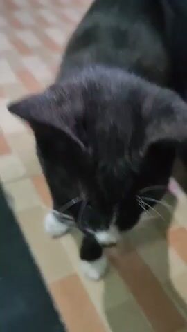 A black and white cat stands on a tiled floor. The cat's fur is black with a white chest, white paws, and a white marking on its nose. The cat is looking towards the camera and then turns its head away. The background is blurred but appears to be an indoor setting.