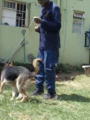 Dogs trained outside Nairobi clinic while cats recover inside