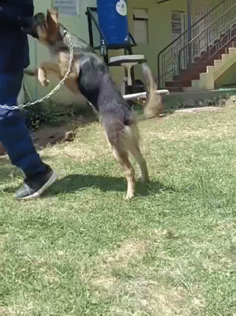 Dogs trained outside Nairobi clinic while cats recover inside