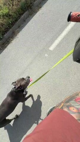 A person is riding a bicycle while walking their dog on a leash on a sunny day in Kran, Bulgaria.

The video opens with a close-up, ground-level view of a dark-colored dog (possibly a Pitbull or similar breed) on a neon green leash. The dog is panting, tongue out, and looking forward, appearing energetic. The person's leg, wearing red shorts and sneakers with visible tattoos, is also in the frame. Clear shadows indicate bright sunlight.

The perspective then shifts to a first-person view from the bicycle. A red mountain bike's handlebars and front tire are visible. The dog continues to run alongside the bicycle, connected by the leash, which appears to be attached to the handlebars with a specialized device.

The setting is an asphalt path with white lane markings, running parallel to a larger road with a metal guardrail. Beyond the guardrail, vehicles (including a truck) can be seen on the main road. The surrounding area features grassy verges and distant trees, under a partly cloudy sky. The dog seems happy and engaged in the activity, keeping pace with the bicycle. No visible text is present in the video.