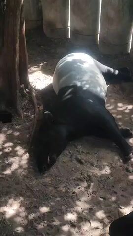 The video shows a tapir lying down in the dirt next to a tree. The tapir is black with a white or light-colored patch on its back. The ground is sandy and covered with leaves and twigs. There are several concrete cylinders visible in the background, likely forming part of an enclosure. Sunlight filters through the trees, creating dappled shadows on the tapir and the ground. The animal appears to be resting or sleeping.