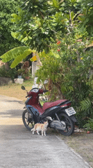 Early morning village scenes documented in Baan Hua Thanon