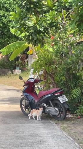 Early morning village scenes documented in Baan Hua Thanon