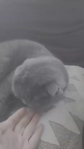 A close-up, slightly blurry, grayscale video shows a person's hand gently touching the head of a Scottish Fold cat. The cat is lying down on a patterned surface, possibly a cushion or blanket. The cat's ears are folded forward, a characteristic of the breed. The person's fingers are extended and lightly touching the cat's fur near its cheek. The cat's head is lowered, and it appears to be nuzzling into the hand. The lighting is dim, casting soft shadows.