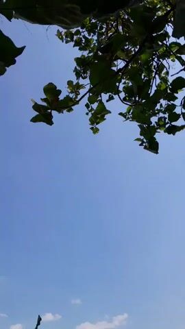 The video shows a view from a high vantage point looking up at a clear blue sky with a few scattered clouds. In the foreground, the silhouette of tree branches with green leaves is visible against the sky. As the camera pans down, a landscape unfolds below, featuring dry, rolling hills with some vegetation and what appears to be a small village or settlement in the distance. The overall impression is a serene, natural outdoor scene bathed in daylight.