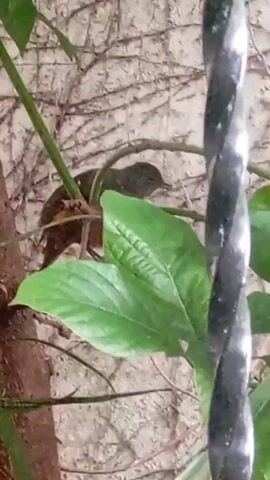 A small bird is perched on a branch surrounded by green leaves and a textured wall. A black twisted object is visible on the right side of the frame.