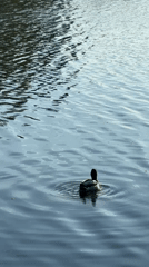 Ducks spotted swimming in lake near Riga, Latvia