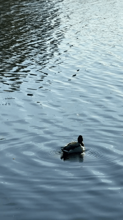 Ducks spotted swimming in lake near Riga, Latvia