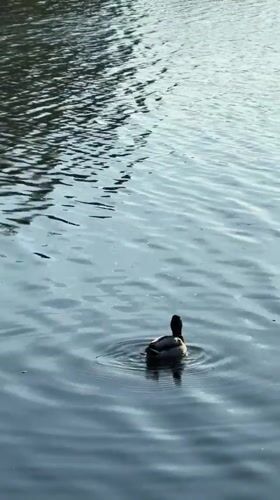 Ducks spotted swimming in lake near Riga, Latvia