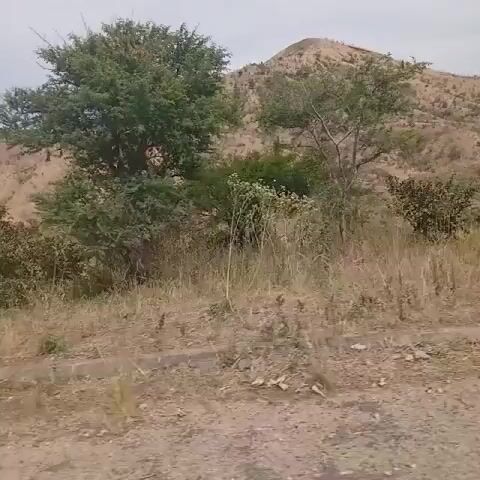 The video shows a dry, hilly landscape. A dirt area with short, dry grass and shrubs is in the foreground. Behind this area is a concrete barrier, and beyond that, a large hill covered with dry vegetation and some scattered trees. The sky is light blue with some clouds. The camera appears to be moving, capturing the scene from the perspective of someone in a vehicle.
