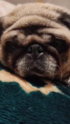 This media file features a close-up, low-angle shot of a pug dog's face. The dog is lying down on a textured surface with a green and tan patterned blanket underneath. The pug's eyes are mostly closed, and its expression appears relaxed or sleepy, conveying a sense of calm and contentment. The lighting suggests it might be indoors, possibly during the day or evening. The focus is entirely on the dog's face, highlighting its characteristic wrinkles and snout. The overall mood is peaceful and intimate, emphasizing the dog's adorable features. No visible text is present in the media.