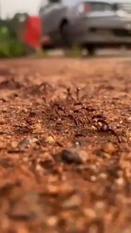 The video shows a close-up view of ants moving across reddish-brown dirt or soil. The perspective is very low to the ground, emphasizing the size and activity of the ants. In the blurred background, a gray car is partially visible. A red object, possibly a flag or cloth, is attached to the car. The scene appears to be outdoors. The ants are the main focus, moving steadily across the surface.
