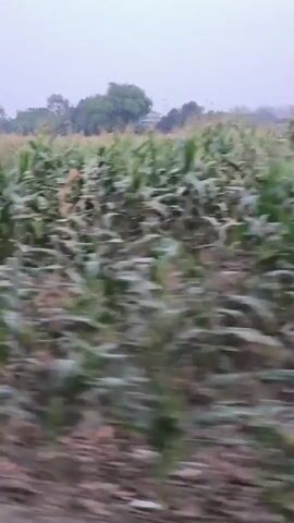 The video shows a blurry, fast-moving shot of a cornfield. The corn stalks are tall and green, and they appear to be densely planted. The sky is overcast and the lighting is dim, suggesting it may be early morning or late evening, or a cloudy day. The ground in the foreground is brown and appears to be a dirt path or field. The video is taken from a moving vehicle, likely a car or train, as evidenced by the motion blur and the perspective. There are no people visible in the video. The overall impression is one of agricultural land viewed from a distance and at speed.