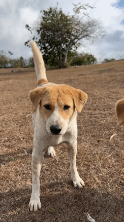 Tan dog roaming dry ground in Kuta Selatan, Bali