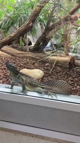 A lizard is perched on a ledge in front of a glass enclosure. The lizard is dark gray and green with a long, segmented tail and spiny crest. It is looking up and to the left. The enclosure contains wood chips, rocks, and lush green plants. The background is blurred, but appears to be a natural habitat setting.