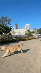 Golden retriever runs and jumps on Tel Aviv walkway