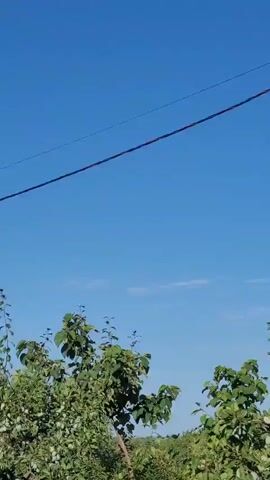 A video shows a clear blue sky with a single wire running diagonally across the top. Below the sky, there are the tops of trees with green leaves and some green fruit hanging from the branches. The camera is stationary.