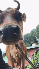 Dogs, cows, and guesthouses in a quiet Himalayan village